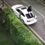 Sokak köpeği saldırınca arabanın üzerine çıktı