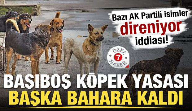 Bazı AK Partili isimler direniyor iddiası! Başıboş köpek yasası başka bahara kaldı